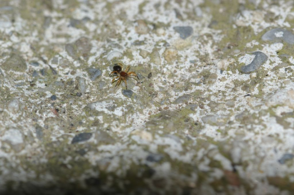 Euryopis episinoides - Rende (CS)